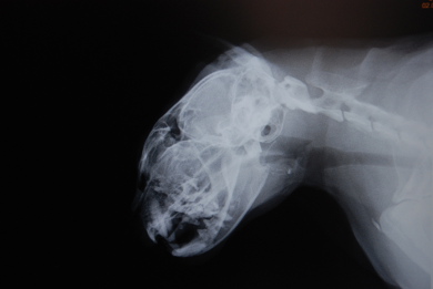Digitales Röntgenbild Katze