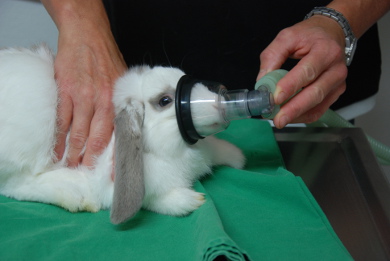Inhalationsnarkose bei einem Kaninchen